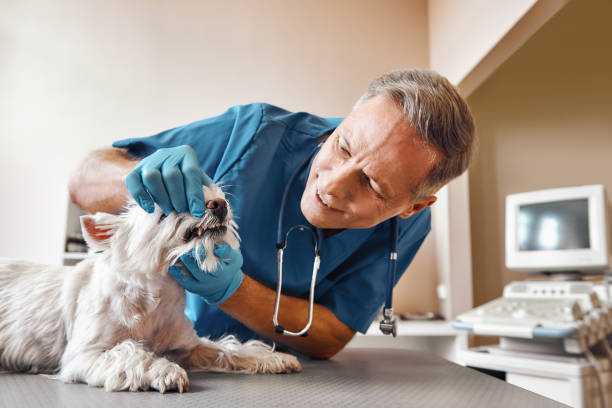 Best Emergency Dentist for Special Needs Patients in Freeburg, IL